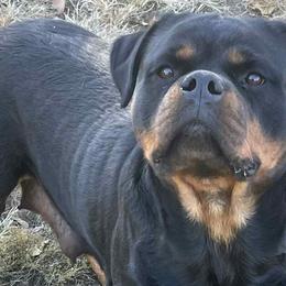 Sasha - Rottweiler