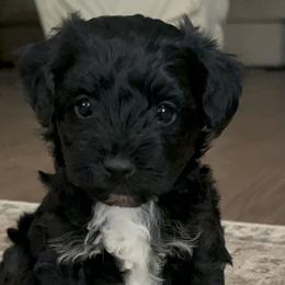 Afghan Hounds, Assorted Doodle Crosses, Aussiedoodles, Companion Crosses, Poodles, Yorkipoos, and Yorkshire Terriers from Teakwood Poodles of SoCal