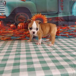 Boy 1 - Red male Boston Terrier puppy in Olanta, South Carolina from Julie's IHeart Boston Terrier's