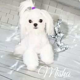 MISHA - Maltese