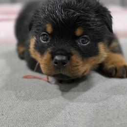 Pink collar female - Black and mahogany female Rottweiler puppy in San Antonio, Texas from VHWilliamsRottweilers