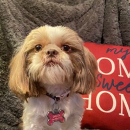 Emilita - Shih Tzu