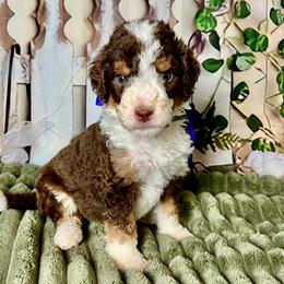 Purple Girl - Brown female Bernedoodle puppy in The Woodlands, Texas from Gracie's Goldendoodles and Bernedoodles of The Woodlands