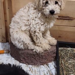 Schnoodle Puppies from RR Schnoodles