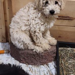 Schnoodle Puppies from RR Schnoodles