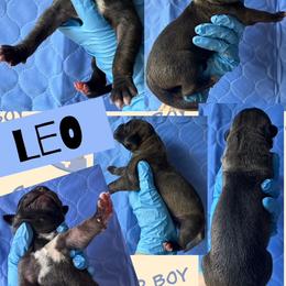 LEO - Fawn male Great Dane puppy in Wellsville, New York from Prophecy Danes