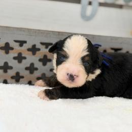 Mr. Bear - Tri-color male Bernedoodle puppy in Hegins, Pennsylvania from Bubbling Springs Doodles, LLC