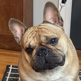 Bling - French Bulldog