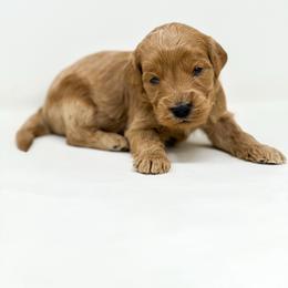Stitch - Apricot male Goldendoodle puppy in Davison, Michigan from Dreaming Doodles