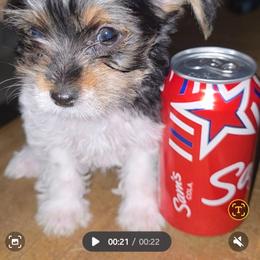 Mater - Parti male Yorkshire Terrier puppy in San Angelo, Texas from Eleventyseven Yorkies