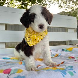 Sheepadoodle Puppies from Pawsome Doodle Haven
