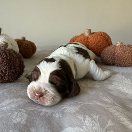 Freya (formerly Opal) - Liver white and roan female English Springer Spaniel puppy in Saratoga Springs, New York from Saratoga Springers NY