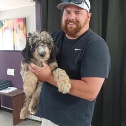 Aussiedoodle, Bernedoodle, Shihpoo, and Shih Tzu Puppies from Route 66 Poodles & Doodles, Sapphire Shih-tzu's of Ohio