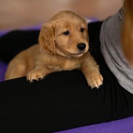 Golden Retriever Puppies from Mountain Reign Golden Retrievers