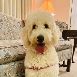 Muffin - Goldendoodle