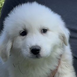 Girl 1 - Miss Red - White Great Pyrenees puppy in Idaho from Portneuf Range Pyrenees