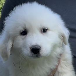 Girl 1 - Miss Red - White Great Pyrenees puppy in Idaho from Portneuf Range Pyrenees