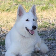 Diva - Berger Blanc Suisse