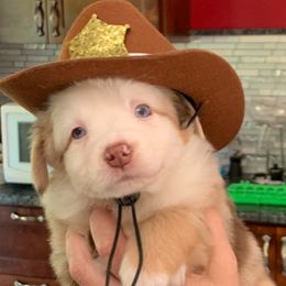 Miniature Australian Shepherd Puppies from Morgan Hill Aussies