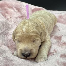 Lola (Light Purple Collar) - Apricot female Goldendoodle puppy in Millersburg, Ohio from Millersburg Paws, LLC.