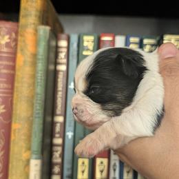 Yorkshire Terrier Puppies from Cypress Creek Yorkies