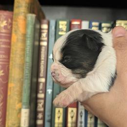 Yorkshire Terrier Puppies from Cypress Creek Yorkies