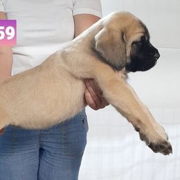 AKC PUP 559 - Fawn female Mastiff puppy in Ava, Missouri from Ozark Mountain Mastiffs