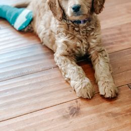 Goldendoodle and Poodle Puppies from Oodles of Doodles Ut