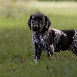 Mackenzie - Black roan German Shorthaired Pointer puppy in Honey Brook, Pennsylvania from Windsong Pointers