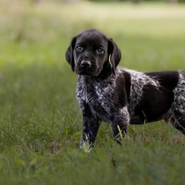 Mackenzie - Black roan German Shorthaired Pointer puppy in Honey Brook, Pennsylvania from Windsong Pointers