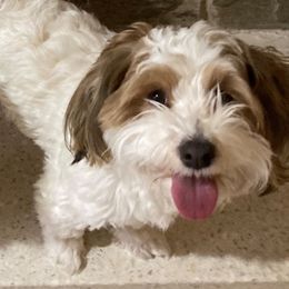 CLEMMY - Havanese