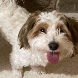 CLEMMY - Havanese