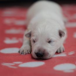 Berger Blanc Suisse Puppies from Moonlight Berger Blanc Suisses