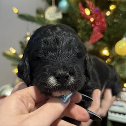 Prancer - Parti female Goldendoodle puppy in Howard City, Michigan from Doodles and Chaos