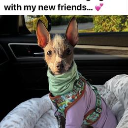 Chihuahua and Chinese Crested Puppies from Western Kentucky Chihuahua’s and Chinese Crested’s