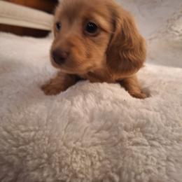 Dachshund Puppies from Green Acres Dachshunds
