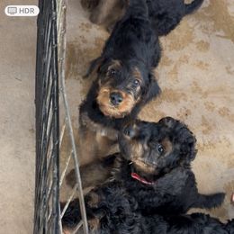 Boy 5 - Black and tan male Airedale Terrier puppy in Tucson, Arizona from Topline Airedale Terriers
