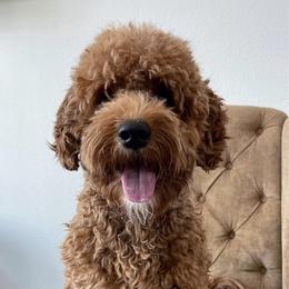 Wapiti - Apricot female Goldendoodle puppy in Sheridan, Wyoming from Ming’s Dynasty Doodles