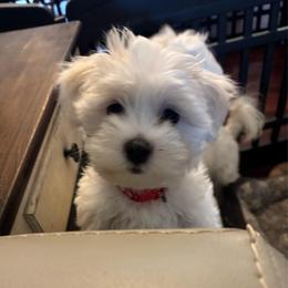 Gary - White and lemon male Maltese puppy in Grottoes, Virginia from Wendy’s Maltese & Cavamalts of Virginia