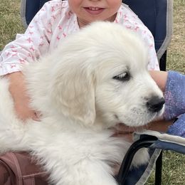 Golden Retriever and Jack Russell Terrier Puppies from Shelby Burleson's Golden Retrievers and Jack Russell Terriers