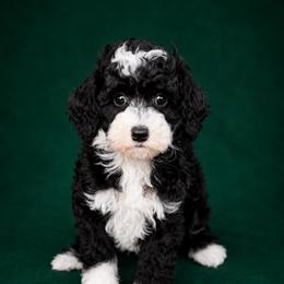 Ariel - Black and white female Sheepadoodle puppy in Wharton, Texas from Little Fur Friends