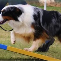 Miniature American Shepherds and Miniature Australian Shepherds from Rocking 2R Kennel