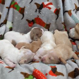 Dachshund Puppies from Ferrario Dachshunds