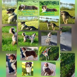 Miniature Australian Shepherd puppies from M&M Aussie's & Mastiff's