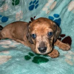 AKC Scarlet - Dapple female Dachshund puppy in Knoxville, Tennessee from Thea's Puppies