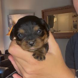 Girl with a small amount of white on her chest - Black and tan female Cavalier King Charles Spaniel puppy in Columbia, South Carolina from Columbia Cavaliers