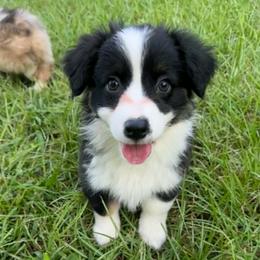 Batman - Black and tan male Companion Cross puppy in Mc Alpin, Florida from RussKris Farms Aussies, Corgis & Auggies