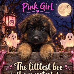 Pink Girl - Black and red female German Shepherd puppy in Lewistown, Missouri from Ewig Krieger Kennels