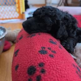 Maye - Blue female Poodle puppy in Killingly, Connecticut from Isfahel Kennels