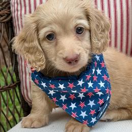 Lenny - Cream male Dachshund puppy in Laurel, Mississippi from Kissinger Dachshunds